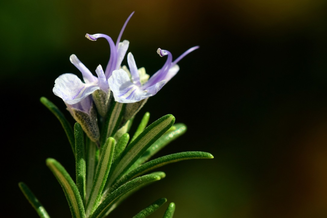 Rosemary flower