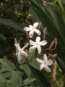 Jasmine flower code